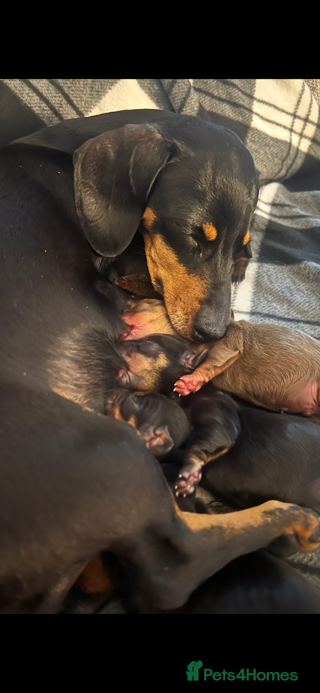 Miniature Dachshund dogs for sale: Beautiful KC registered miniature dachshund  - Image 6