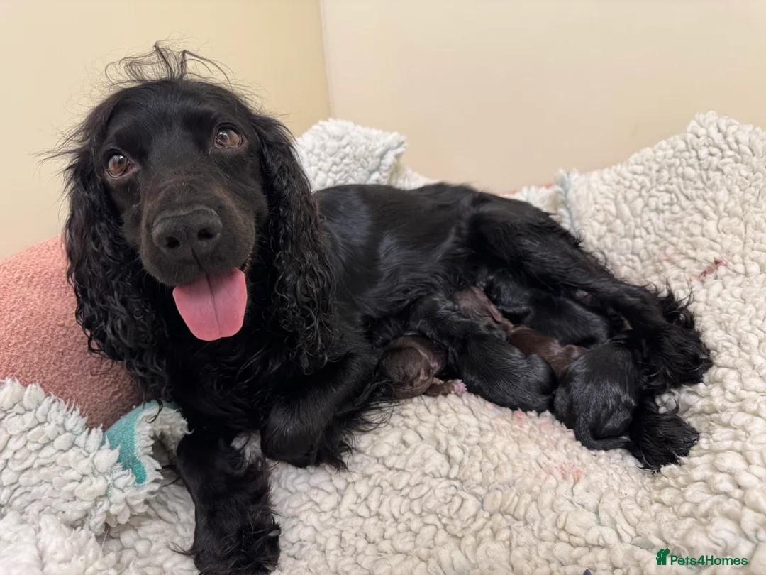 Cocker Spaniel dogs for sale: KC working cocker spaniels  in Malvern - Advert 2
