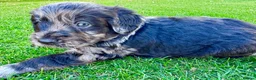 Labradoodle dogs for sale: F1 Labradoodle Merle Babies 🐾🐾🐾 - Advert 3