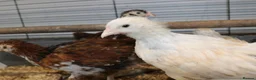 Chickens poultry for sale: 🐥 CHICKS & YOUNG CHICKENS AVAILABLE 🐔 - Advert 6