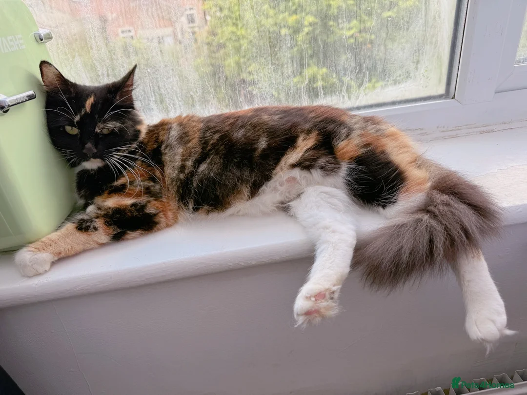 Mixed Breed cats for sale: Cairo, female Calico and Tortoise Mix  - Advert 2
