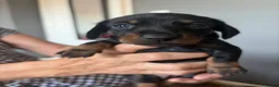 Miniature Dachshund dogs for sale: Miniature Dachshund for sale! - Advert 6