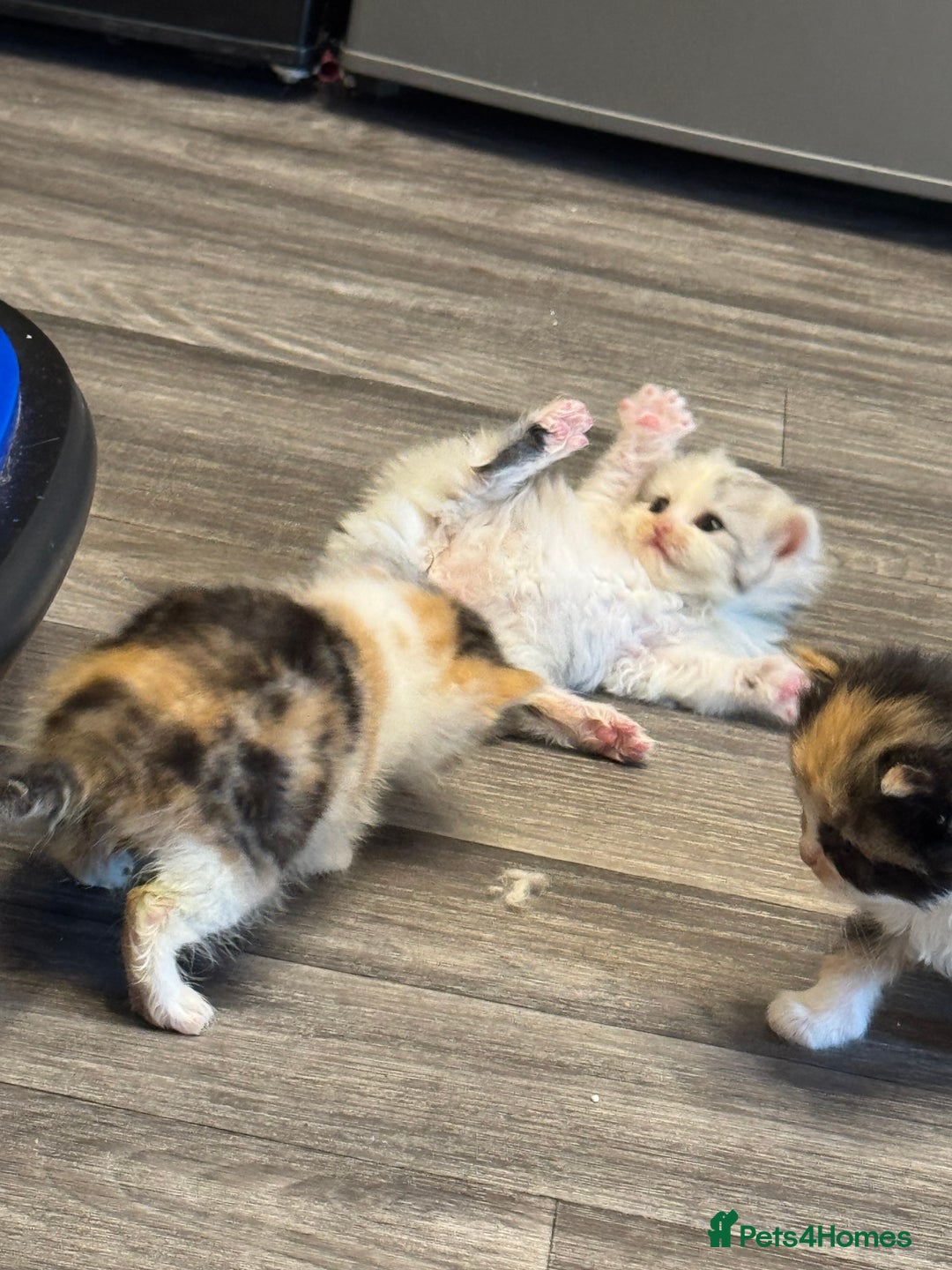 Persian cats for sale: Persian Kittens  - Image 35