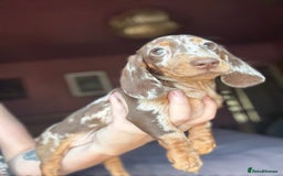 Dachshund dogs for sale: Kc reg first vac chipped licensed bundles of love  - Image 15