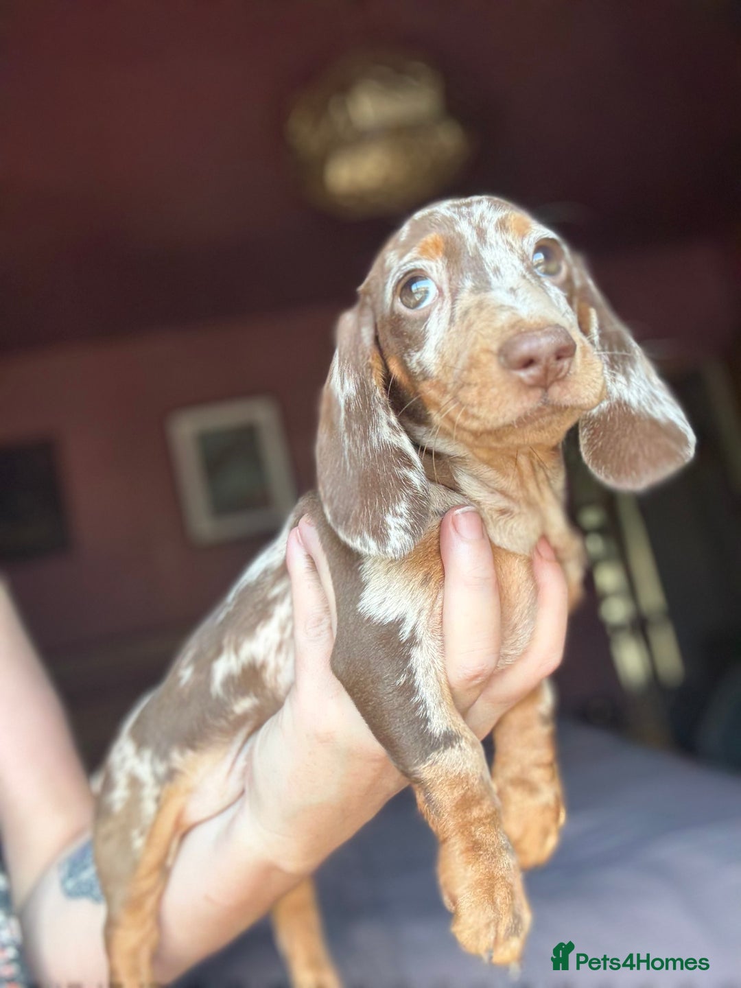 Dachshund dogs for sale: Kc reg first vac chipped licensed bundles of love  - Image 15