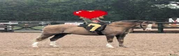 Welsh Section B horses for sale: Birkenbrook celebration - Charlie in Chesterfield - Advert 4