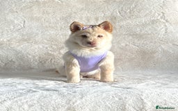 Chow Chow dogs for sale: Stunning genuine chowsky puppies for sale  - Image 4