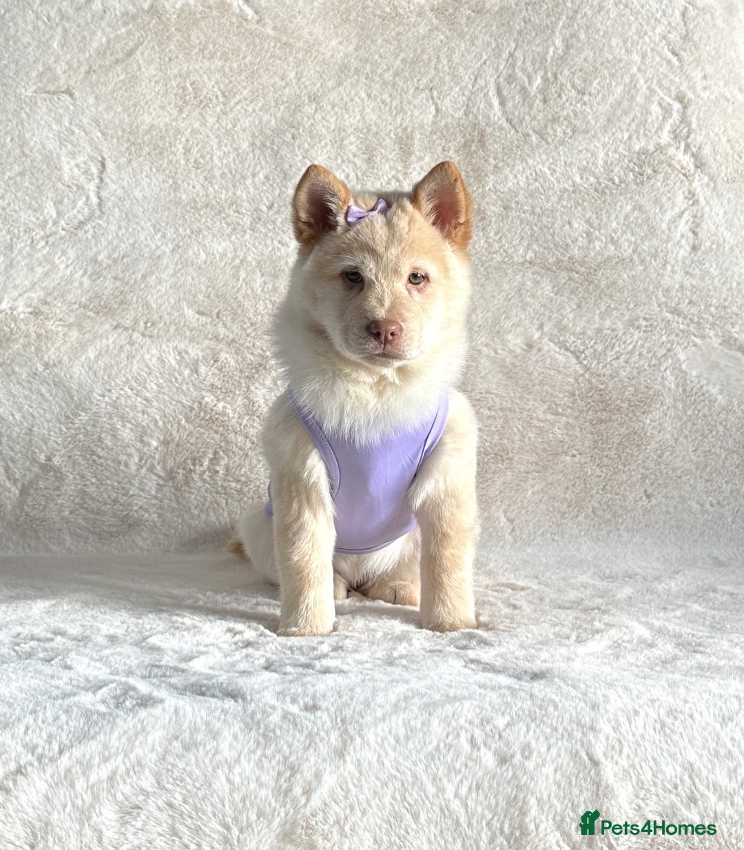 Chow Chow dogs for sale: Stunning genuine chowsky puppies for sale  - Image 4