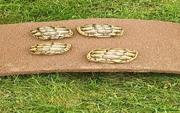 Hermann Tortoise reptiles for sale: 5 Spur Thighed Tortoises  - Image 10