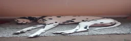 Dalmatian dogs for sale: Pongo - Advert 6
