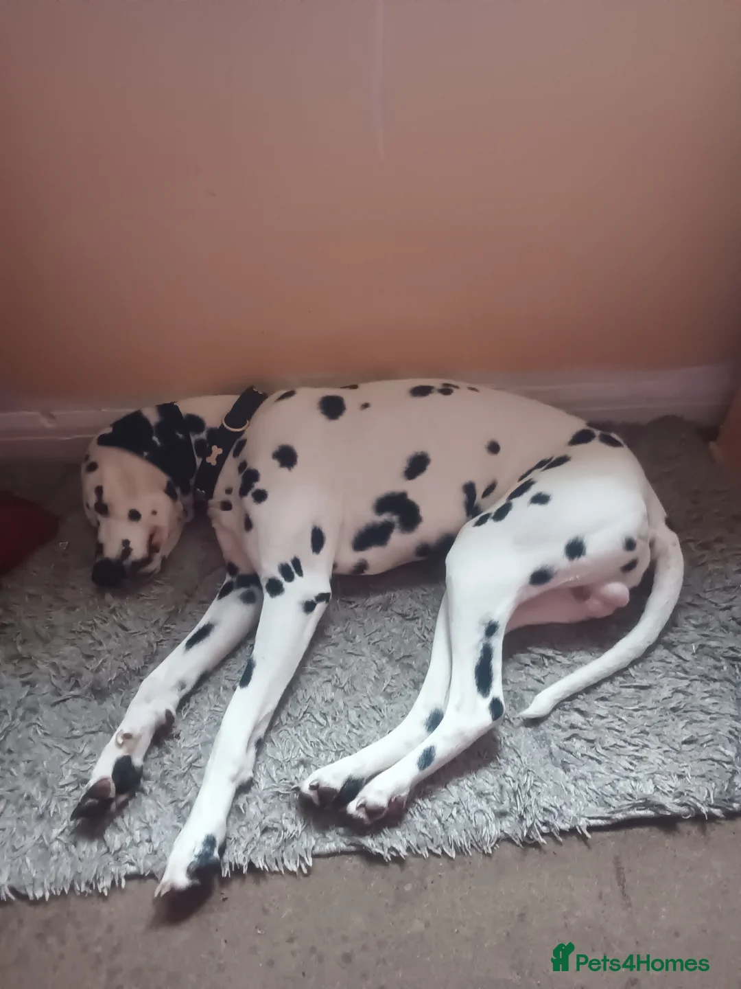 Dalmatian dogs for sale: Pongo - Advert 6