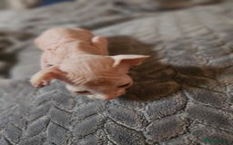 Sphynx cats for sale: Sphynx naked and coated  - Image 11
