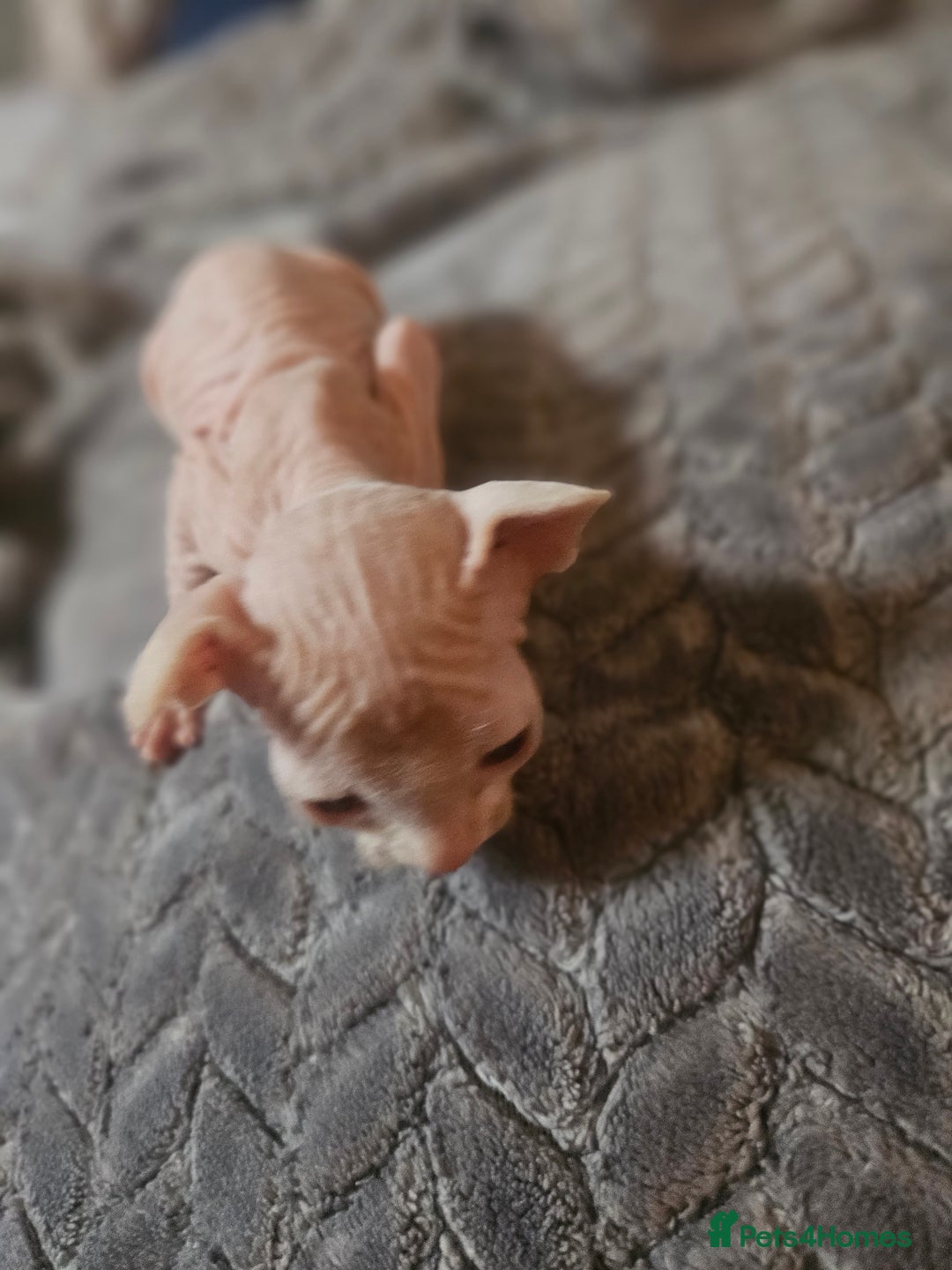 Sphynx cats for sale: Sphynx naked and coated  - Image 11