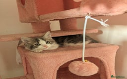 British Longhair cats for sale: 2 male gray and white kittens 14weeks - Image 10