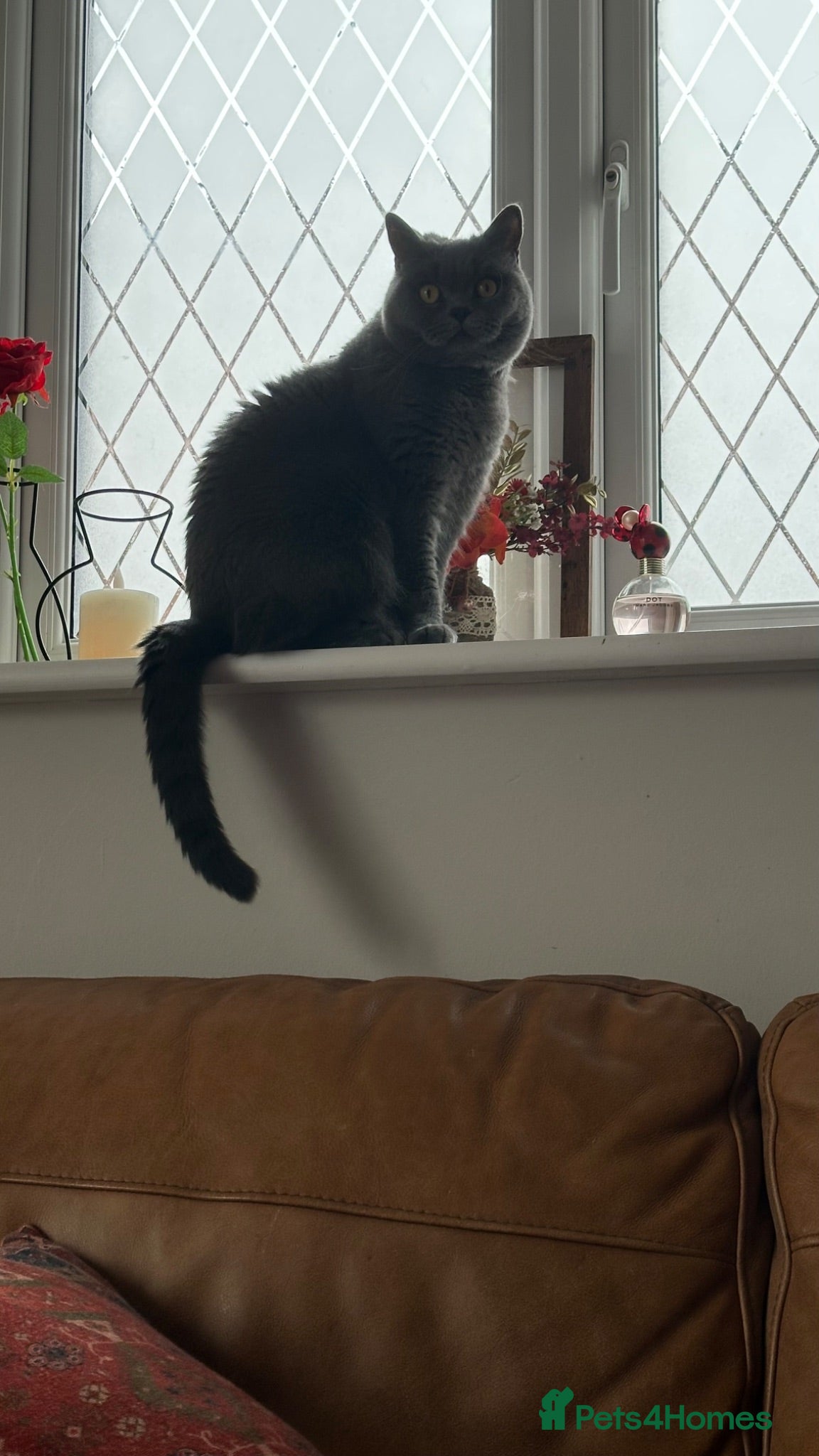 British Shorthair cats Beautiful British shorthair  - Advert 7