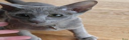 Oriental cats for sale: Handsome Loving Oriental Shorthair Boy Lilac-Grey - Advert 8