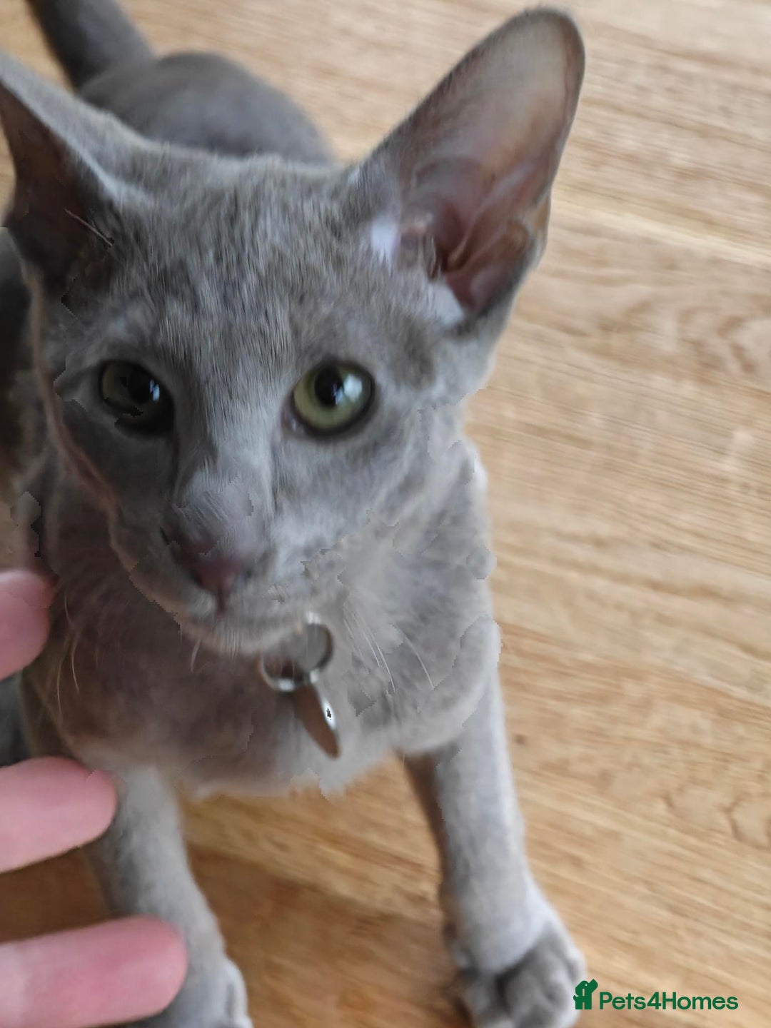 Oriental cats for sale: Handsome Loving Oriental Shorthair Boy Lilac-Grey - Advert 8