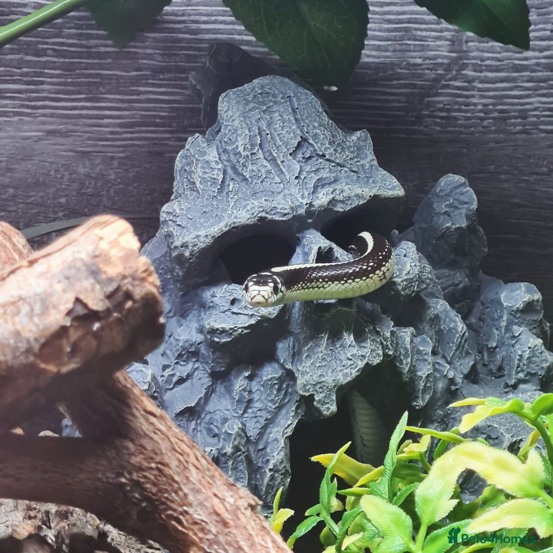 King Snake reptiles for sale: California king snake for rehome  - Advert 1