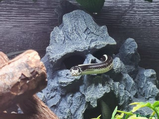 King Snake reptiles California king snake for rehome - Advert 2