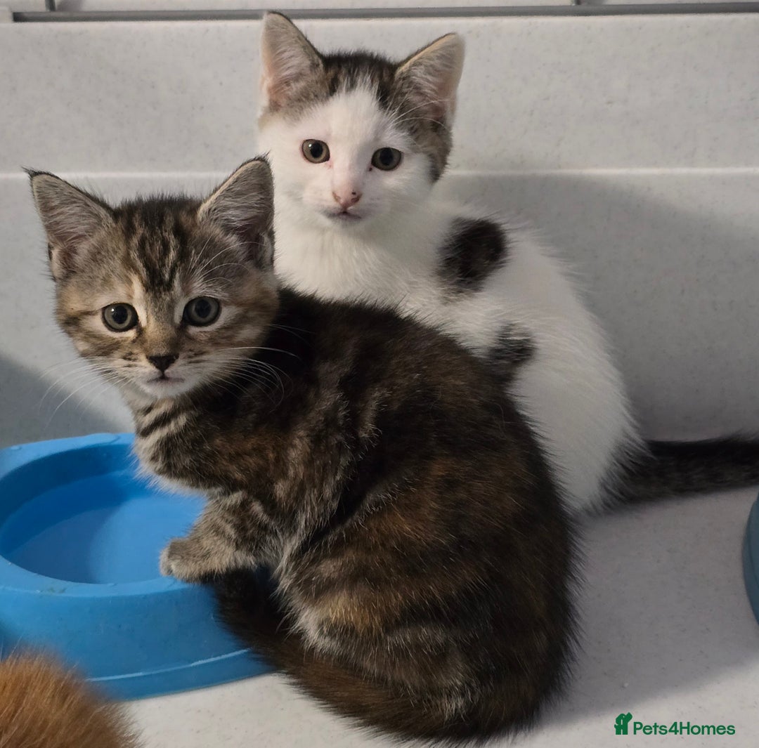 Mixed Breed cats for sale: Gorgeous Kittens ready now!!! - Advert 9