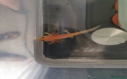 Other/Mixed Breed fish for sale: Axolotls for sale - Image 2