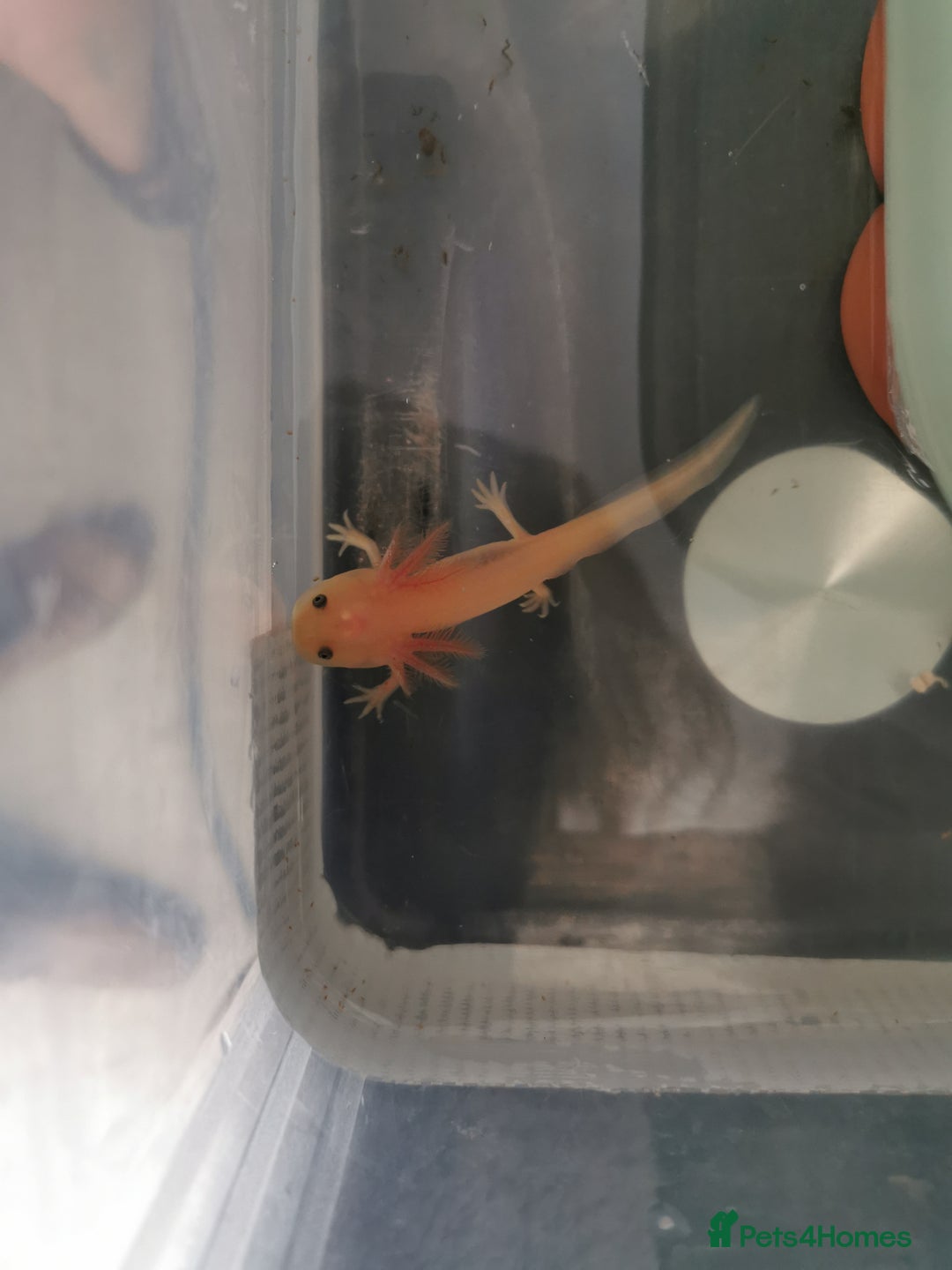 Other/Mixed Breed fish for sale: Axolotls for sale - Image 2
