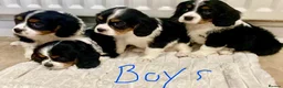 Cavalier King Charles Spaniel dogs for sale: Pure king charles cavalier puppys - Advert 18