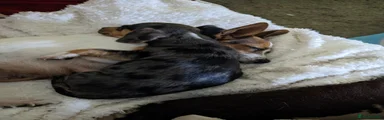 Jackshund 5