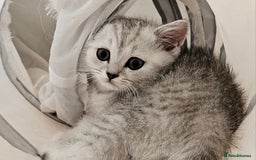 British Shorthair cats for sale: BRITISH SHORTHAIR CHAMPION BLOODLINE - Image 16