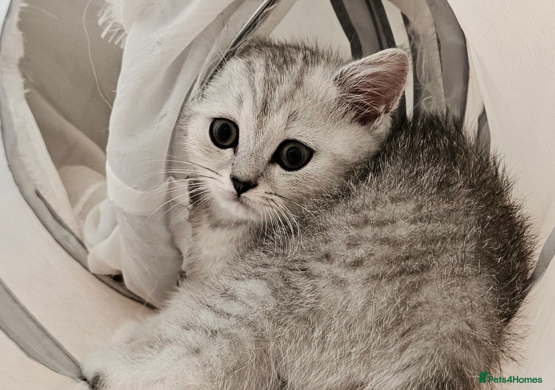 British Shorthair cats for sale: BRITISH SHORTHAIR CHAMPION BLOODLINE - Image 16