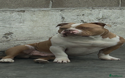 American Bully dogs for stud: American pocket bully  - Image 14