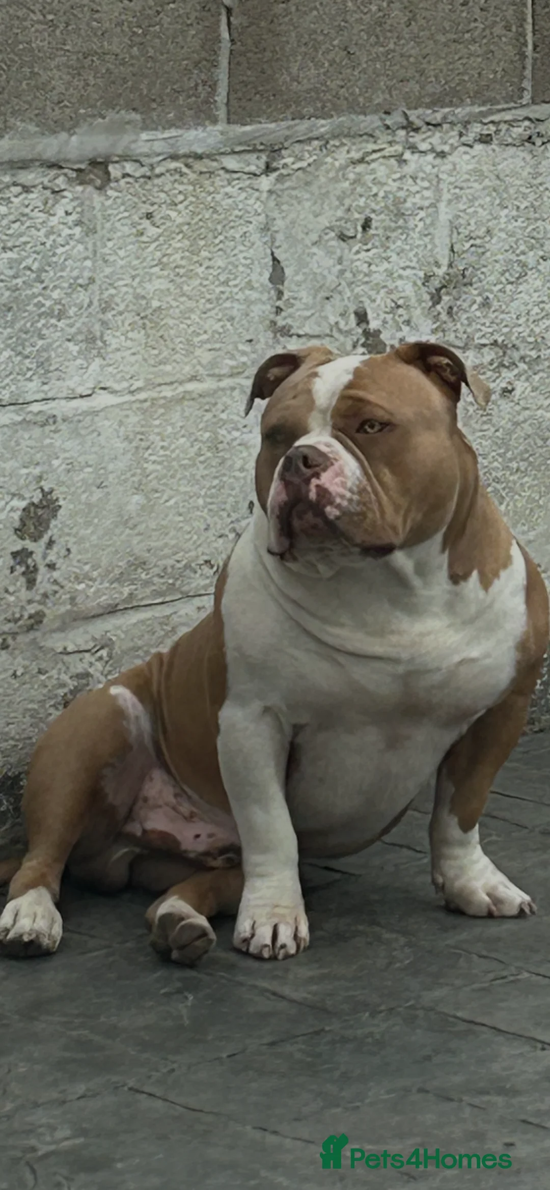 American Bully dogs for stud: American pocket bully  - Advert 14