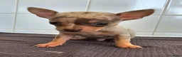 Chihuahua dogs for sale: Beautiful Short-haired chihuahua puppies  - Advert 4