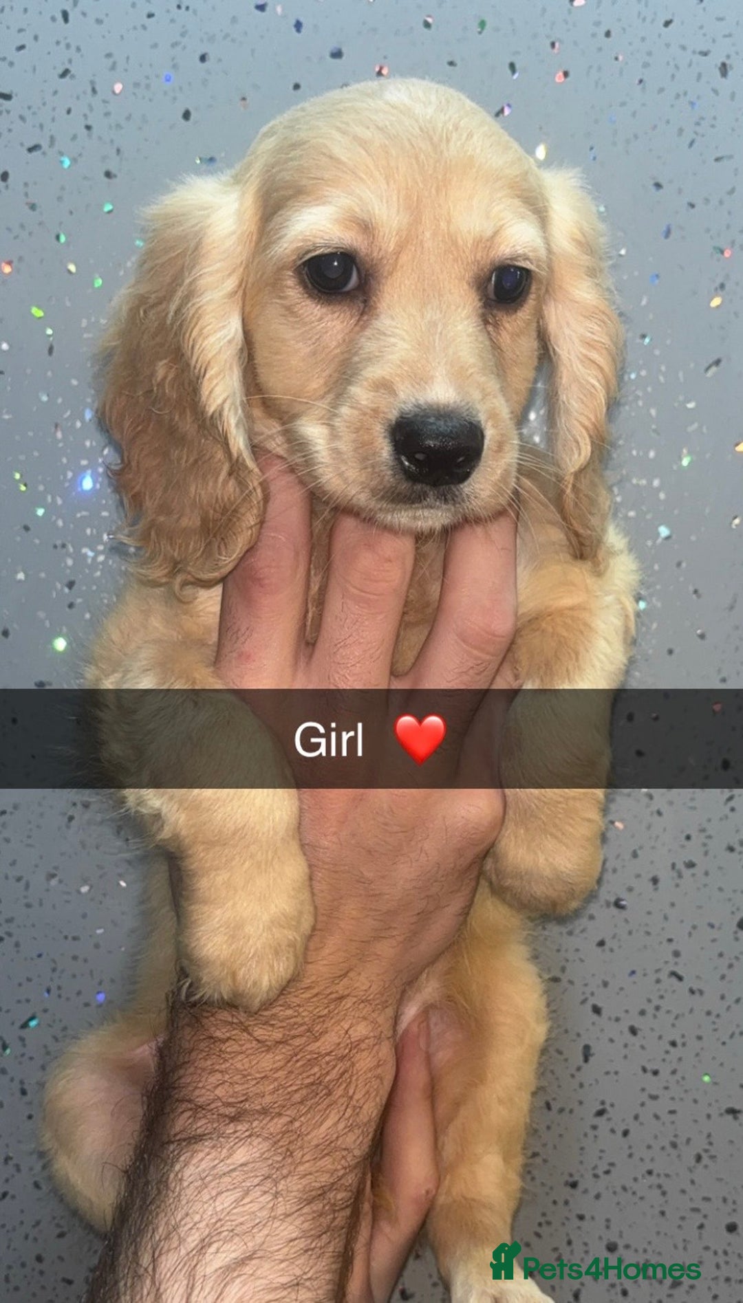 Cockapoo dogs for sale: 4 beautiful Cockapoo puppies  - Image 3