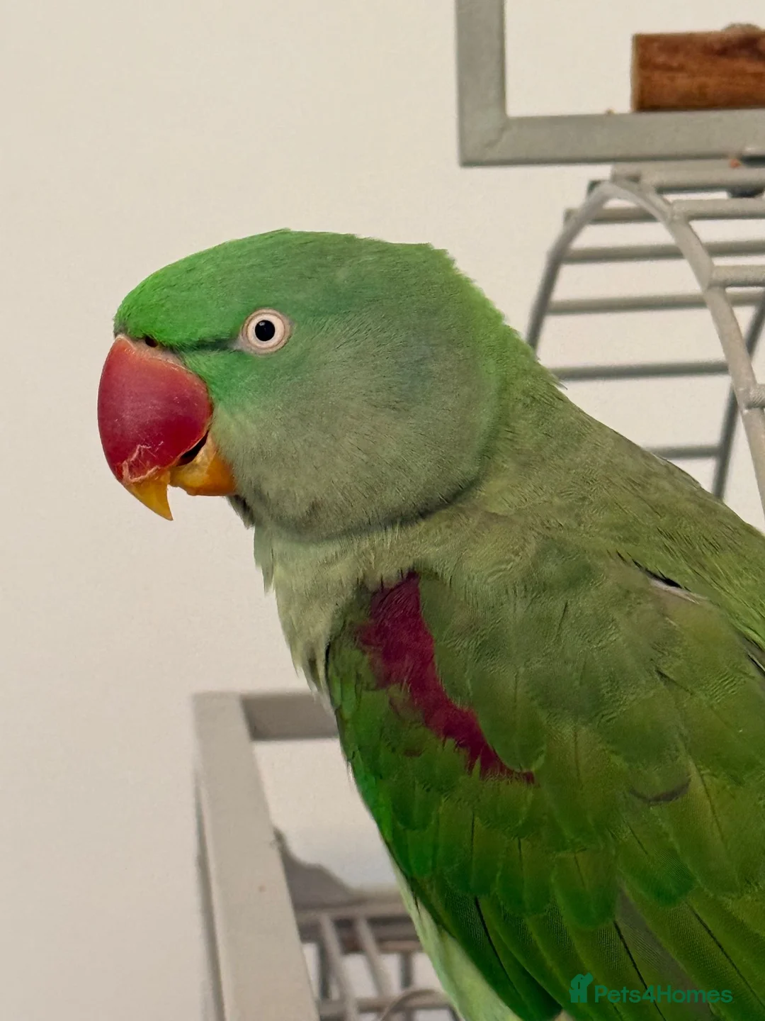 Parrots birds for sale: Aexandrine Parrot Coco in Dunfermline - Advert 1