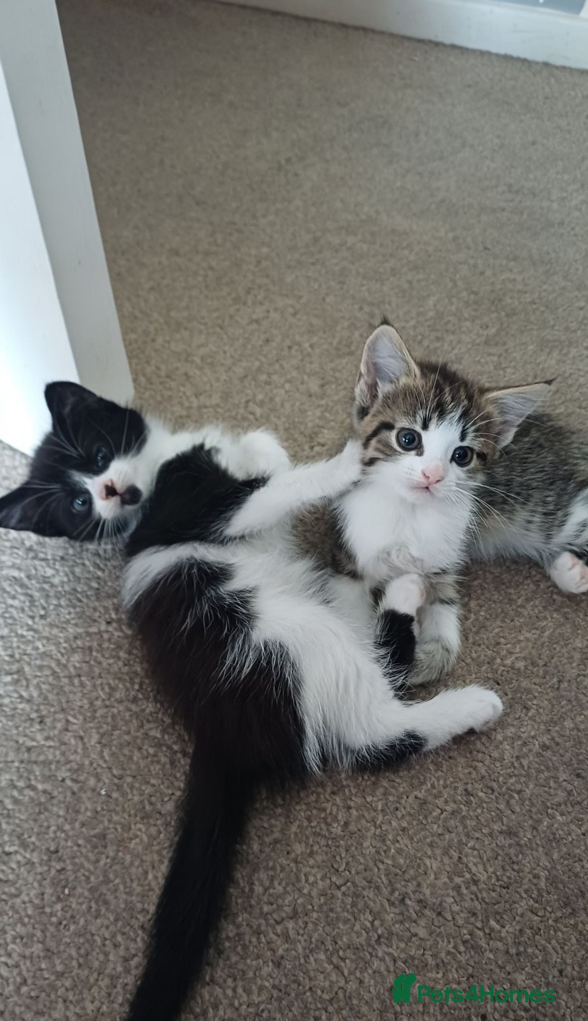 Mixed Breed cats Beautiful Longhaired Kittens - Advert 3