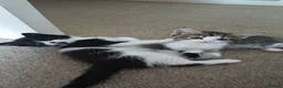 Mixed Breed cats for sale: Beautiful Longhaired Kittens in Halesowen - Advert 1
