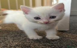 British Shorthair cats for sale: 4 gorgeous kittens  - Image 3