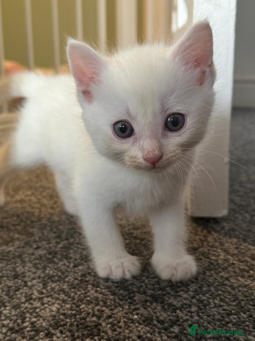 British Shorthair cats for sale: 4 gorgeous kittens  - Image 3