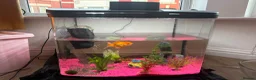 Fancy Goldfish fish for sale: Oranda goldfish in Liverpool - Advert 3