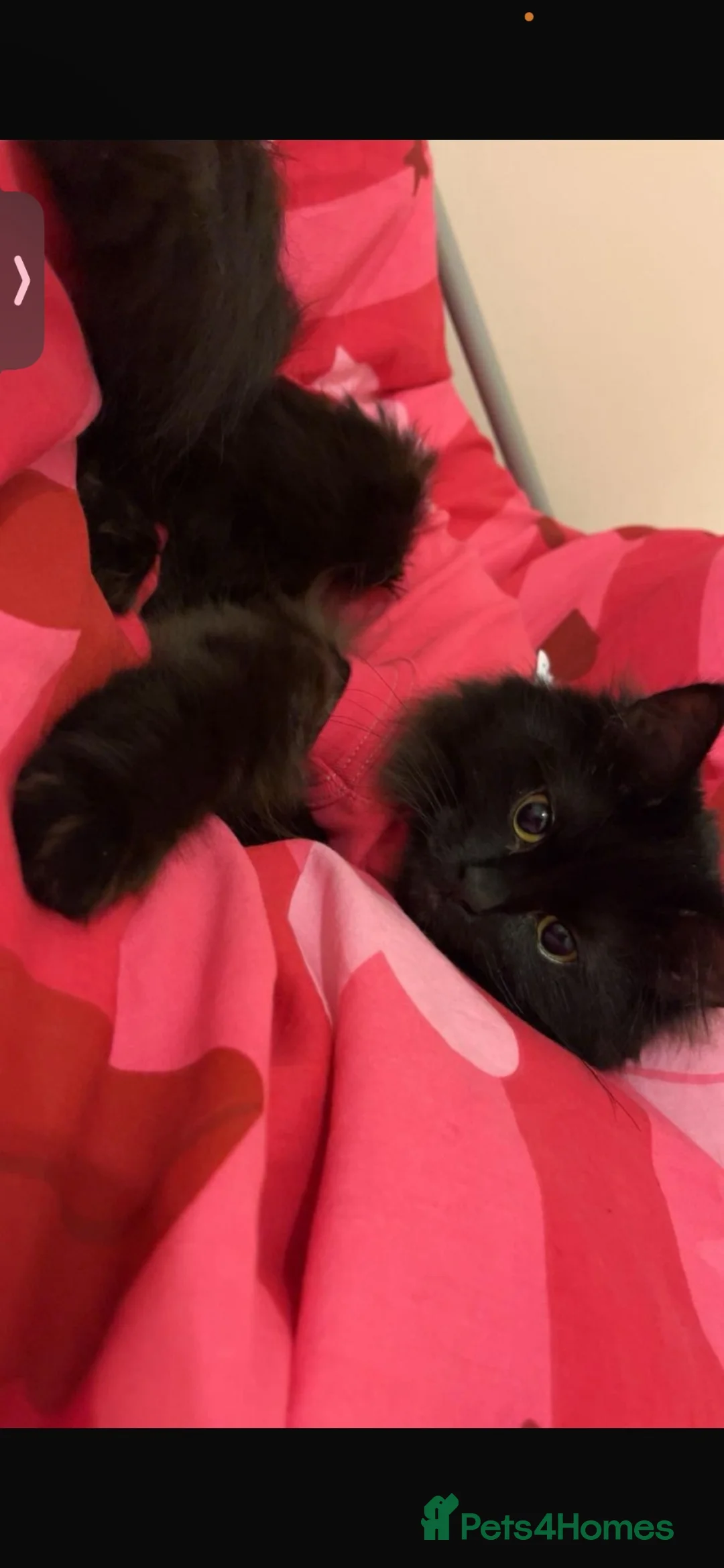 Mixed Breed cats for sale: Gorgeous Fluffy Black Cat - Advert 2