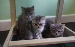 British Shorthair cats for sale: 🐾 charming pure British shorthair kittens 🐾 - Image 6