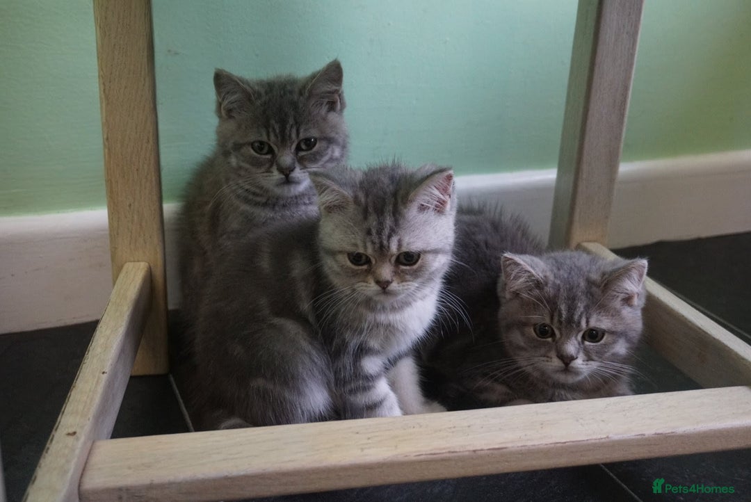 British Shorthair cats for sale: 🐾 charming pure British shorthair kittens 🐾 - Image 6