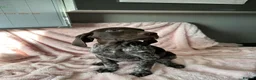 German Shorthaired Pointer dogs for sale: GSP Pups - 1 Boy available - Serbian Blood Lines - Advert 5