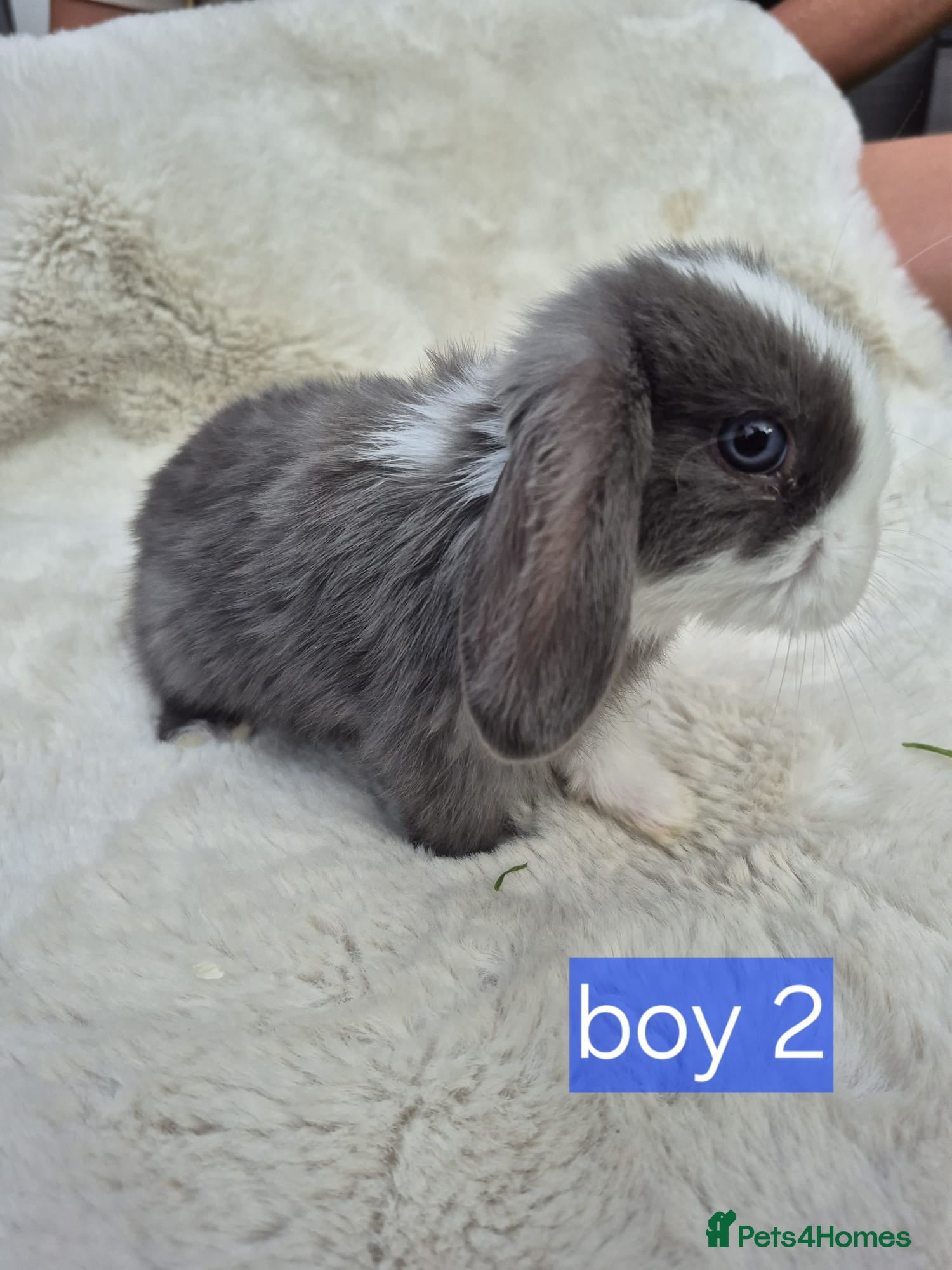 Mini Lop rabbits Mini lop boy - Advert 1