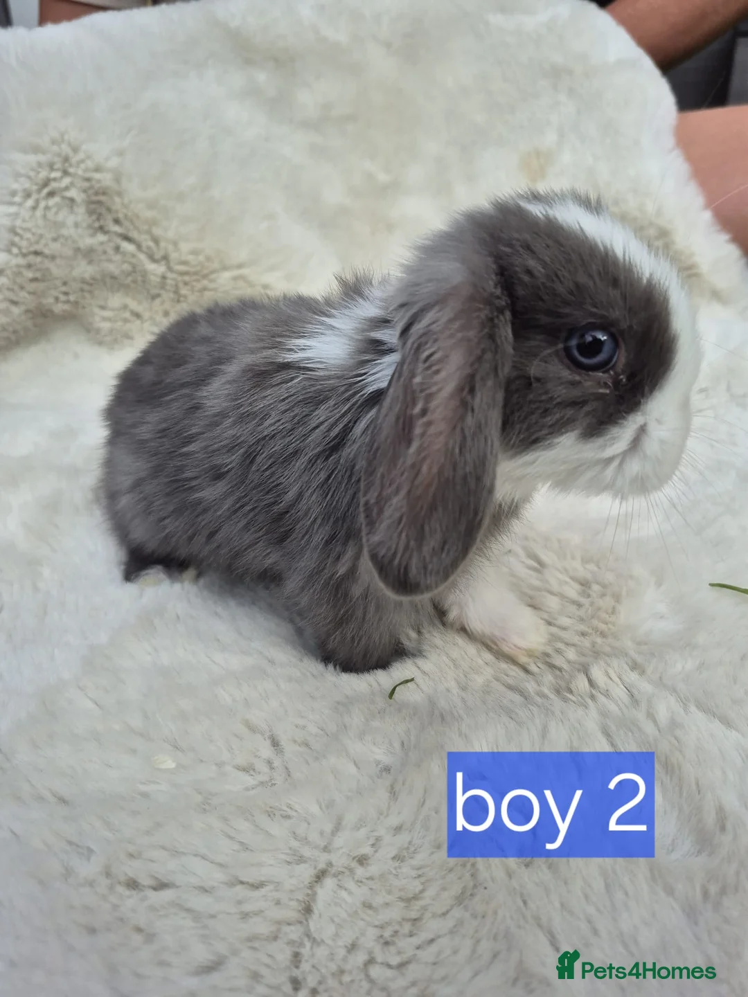 Mini Lop rabbits for sale: Mini lop boy - Advert 1