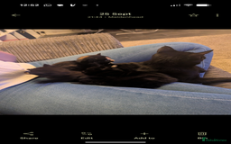 Domestic Shorthair cats for sale: 3 loveable female kittens ready mid October  - Image 10