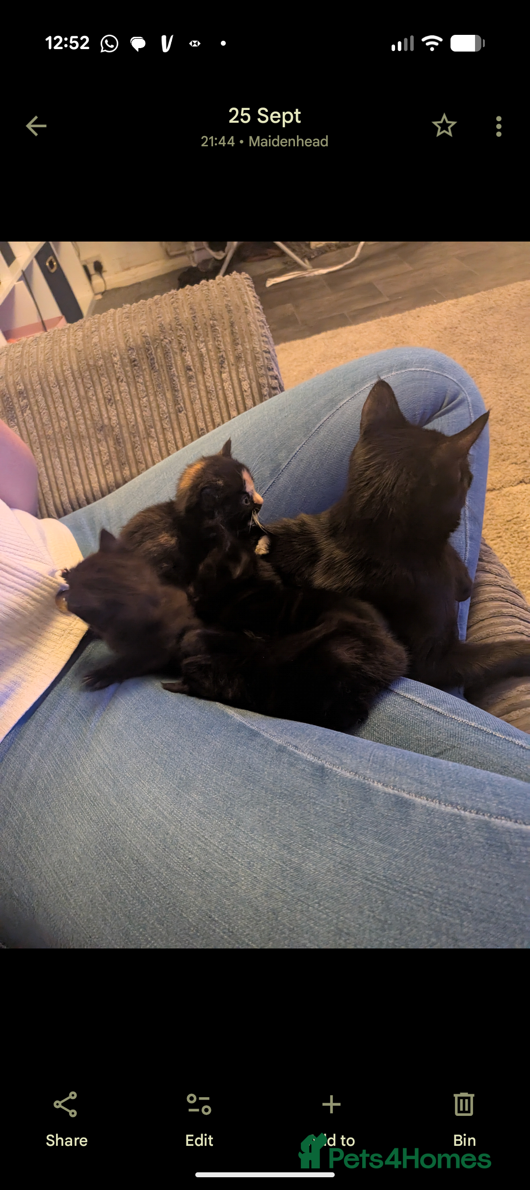 Domestic Shorthair cats for sale: 3 loveable female kittens ready mid October  - Image 10