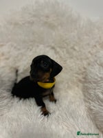Miniature Dachshund dogs - Advert 15