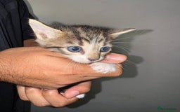 Bengal cats for sale: Bengal x Turkish Angora Kittens - Image 2